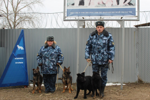 На Донбасс отправят воронежских щенков