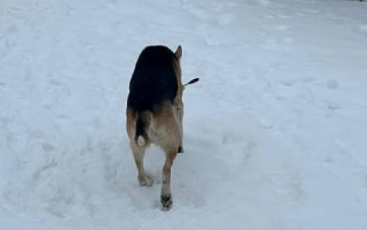 Арбалетчик-живодёр расстрелял собаку на улице под Воронежем