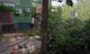 Врачи рассказали о состоянии девушки, на которую рухнуло дерево в Воронеже