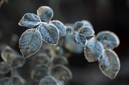 Морозы ненадолго вернутся в Воронежскую область в самом начале недели