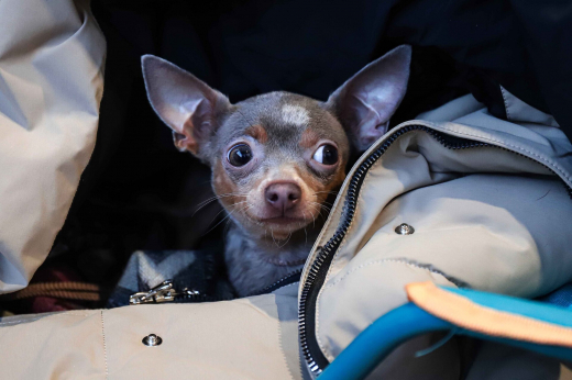 В Долгопрудном спасли русского той-терьера, который наелся шоколадных конфет