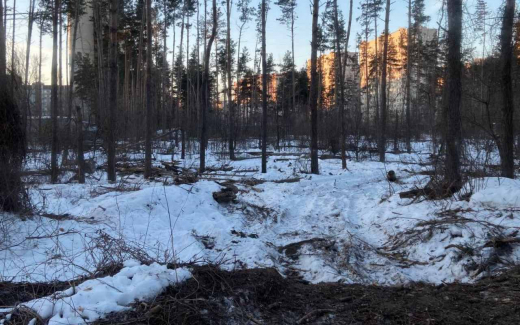 Министр экологии Ветер объяснила тревожное состояние Северного леса в Воронеже его «перерождением»