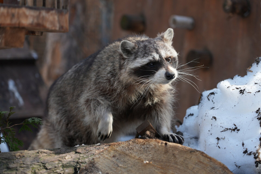В Московском зоопарке после зимней спячки проснулись еноты-полоскуны