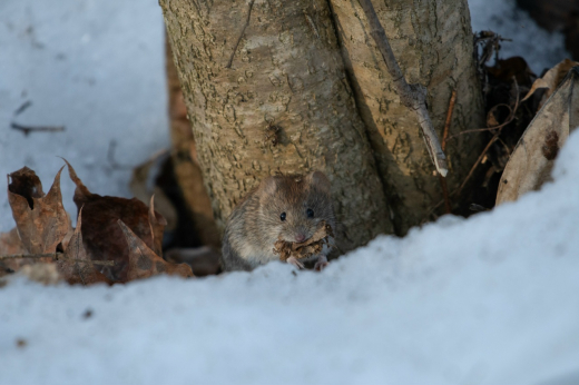 В Воронежском заповеднике рыжие полёвки начали обновлять норы после зимы