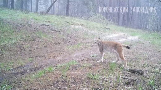 Единственную за 100 лет рысь в воронежском заповеднике нашли мёртвой