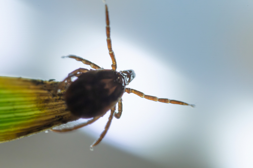 Первый случай укуса клеща этой весной зарегистрировали в Подмосковье