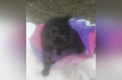 Воронежцы подобрали выброшенного на улицу котёнка в пакете