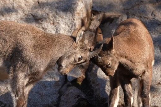 Московский зоопарк показал видео с дагестанскими турами