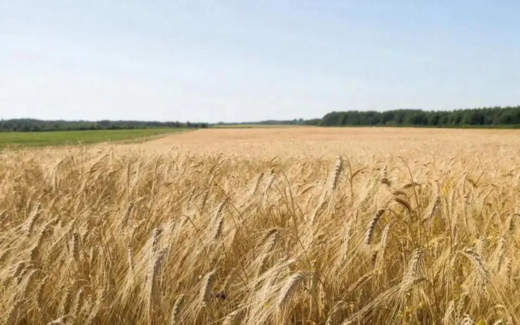 «Щелково Агрохим» нарастило выручку до 44 млрд, но чистая прибыль просела: что говорит отчетность