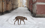 Кинолог Голубев предупредил о штрафах до 10 тысяч рублей за похороны собаки в земле