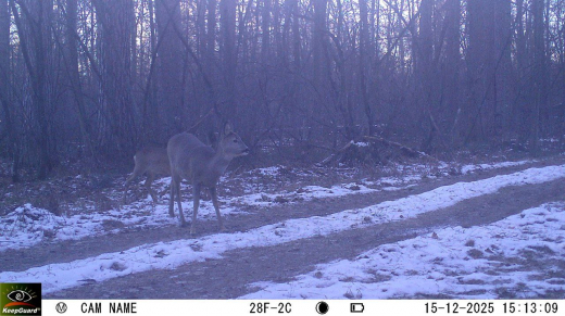 Необычайно смелую косулю заметили в Воронежском заповеднике