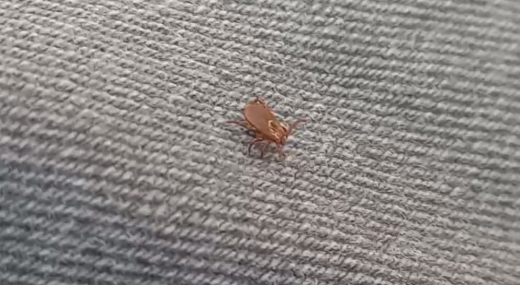 Воронежцев предупредили о клещах в Центральном парке