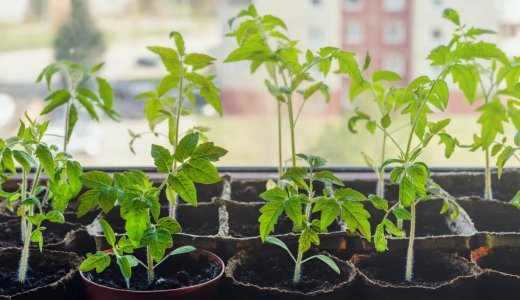 Когда и как пикировать томаты в апреле: что нужно знать и короткая инструкция