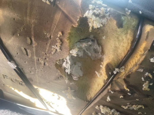 Гнездо с новорождёнными грызунами обнаружил воронежец в кресле своего авто