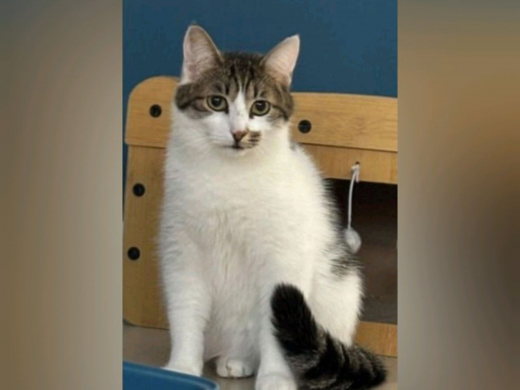 В Воронеже продолжаются поиски последнего кота-погорельца