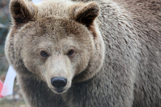 Медведи бродят рядом с населенными пунктами в Подмосковье