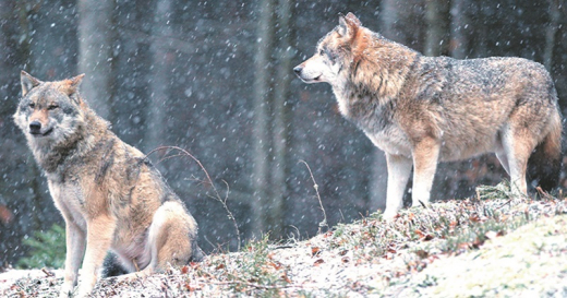 Человека обходят стороной, а собаки для них деликатес – воронежский охотовед рассказал, опасны ли сейчас волки