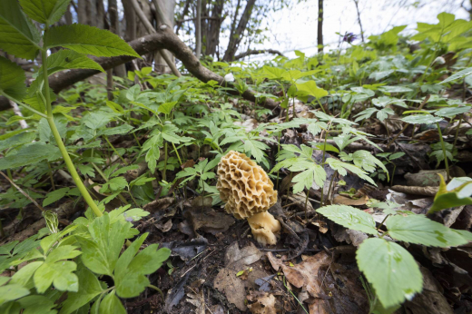 Миколог Комиссаров: Сморчки лучше искать на западе и юго-западе от Москвы