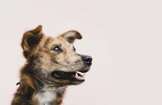 Стая злых собак держит в страхе жителей воронежского микрорайона