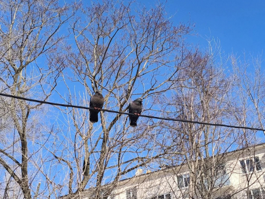 Прогноз погоды в Воронеже на вторник, 24 марта