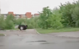 Москвичи распознали фейк в ролике с бегущим по пешеходной дорожке страусом