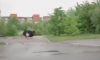 Москвичи распознали фейк в ролике с бегущим по пешеходной дорожке страусом