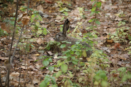 Воронежцев попросили не забирать зайчат из парка «Танаис»