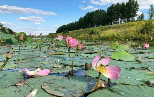 Знаменитый пруд с лотосами под Воронежем огородили забором