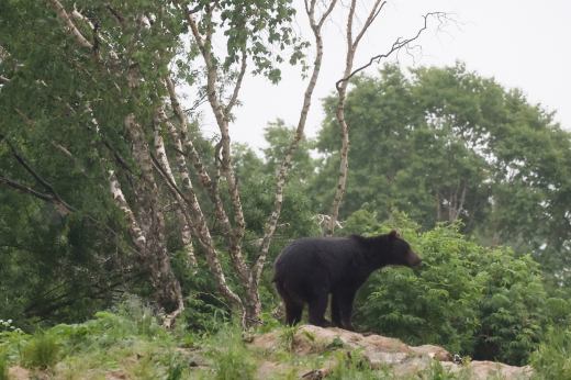 Биолог Глазков призвал жителей Подмосковья гулять по лесу громко
