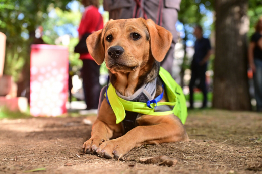 Сервис «Моспитомец» предложил забрать из приютов 1300 собак и 200 кошек