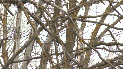 Опасное заболевание деревьев впервые выявили в Воронежской области: на 378 тысяч гектаров объявлен карантин