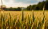 Тамбовская область вошла в топ-10 регионов РФ по доле застрахованных посевов