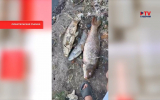 Воронежские экологи выяснили, почему погибла рыба в Тихой Сосне  Специалисты Росприроднадзора зафиксировали сброс отравляющих стоков