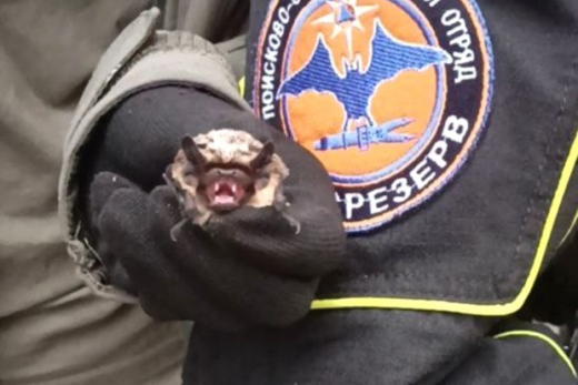 В Москве летучая мышь залетела в окно квартиры на 45 этаже