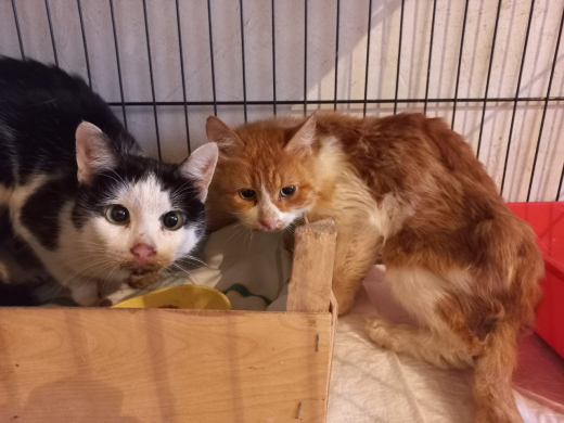 Труп женщины и мумию кота нашли в заброшенной квартире в Воронеже