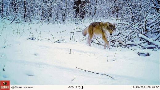 «Для диких животных в марте наступает самый тяжёлый период» — сотрудник воронежского заповедника