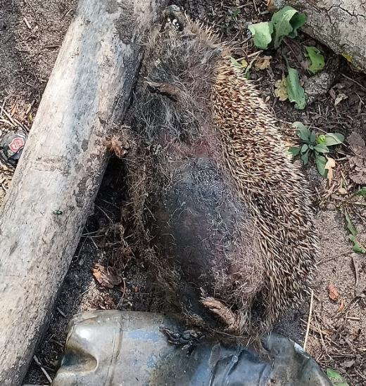 В Воронеже забили палками ежа насмерть