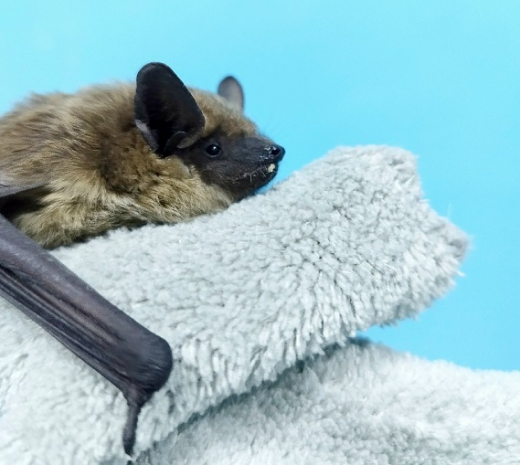 Судебные приставы спасли летучую мышь Марусю в Воронеже