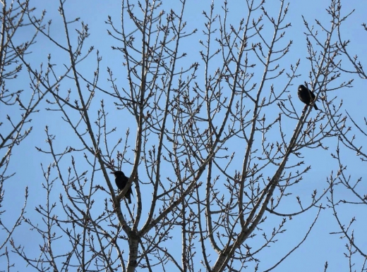 В Хопёрском заповеднике раньше срока заметили первых скворцов