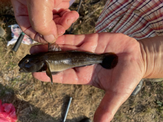 Морскую рыбу поймали в водоёме в Воронежской области
