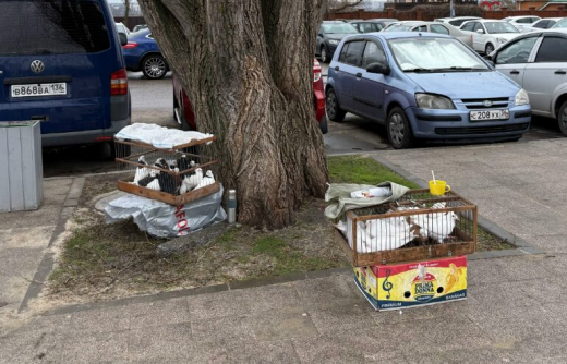 В Воронеже победили торговцев птицами на Благовещение