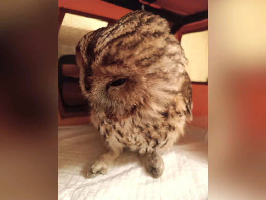 В Воронеже волонтёры спасают раненого совёнка