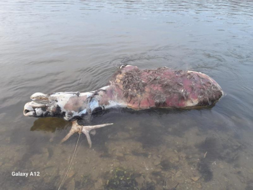 Воронежцы нашли тушу мёртвого лося в реке Дон