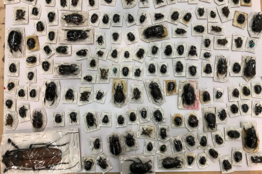 Таможенники Москвы обнаружили в посылках из Перу жуков длиной до 20 сантиметров