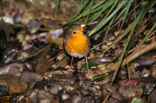 В московских парках заметили зарянок, дубоносов, лысуху