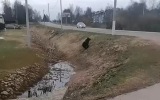 Медвежонок вышел на оживленную улицу в Подмосковье и попал на видео