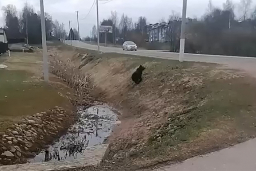 Медвежонок вышел на оживленную улицу в Подмосковье и попал на видео