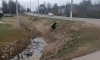 Медвежонок вышел на оживленную улицу в Подмосковье и попал на видео