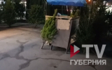Первые точки продажи ёлок начали появляться в Воронеже