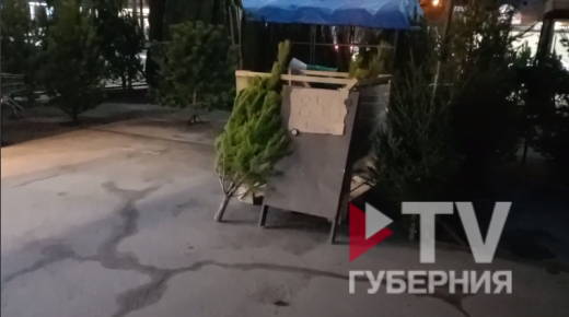 Первые точки продажи ёлок начали появляться в Воронеже